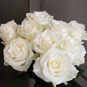 会发光的白玫瑰骄傲鲜切花A级芬德拉小白兔插花婚礼情人节云南发
