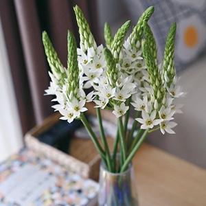 鲜切花天鹅绒伯利恒之星稀有花材水养求婚云南鲜花直发