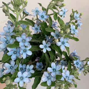 蓝星花鲜切花琉璃唐绵天蓝尖瓣木手捧花花材云南基地直发鲜花