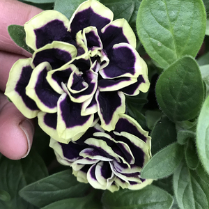 垂吊矮牵牛花重瓣黑珍珠 四季开花易种阳台盆栽花卉室内阳台花卉