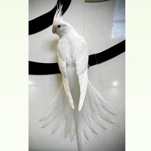 玄凤鹦鹉活鸟体手养幼鸟白子玄风公母繁殖说话黑牛古铜牛宠物活物