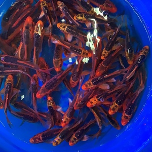 纯种德系和日系红松叶锦鲤活体观赏鱼冷水鱼苗新店满19元包邮包活