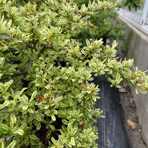 小丑火棘庭院花镜盆栽花园多年生灌木耐寒耐热彩色木观叶植物