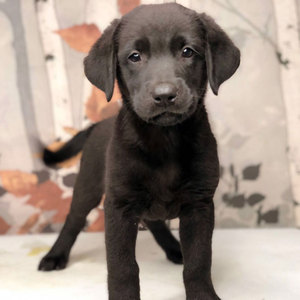 宠物犬黑色纯拉布拉多犬活体纯种幼崽犬家养可爱的小狗狗小七幼犬