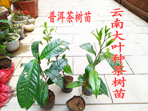 袋装树苗云南大叶种茶树苗冰岛茶种普洱茶树苗茶籽绿植盆栽非草莓