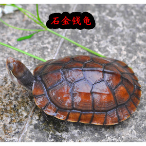 正宗越南石金钱龟纯种南石龟苗招财情侣繁殖大龟观赏宠物冷水活体