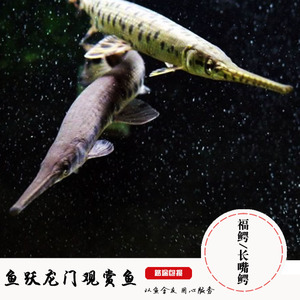 福鳄活体鱼 尖嘴鳄鱼 雀鳝活体鱼 长嘴鳄火箭鳄热带鱼观赏鱼活体