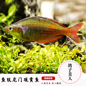 苹果美人鱼活体-淘宝拼多多热销苹果美人鱼活体货源拿货 - 阿里巴巴货