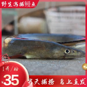 舟山枸杞岛新鲜野生鳗鱼深海捕捞海鳗鲜活海鲜水产狗鳗鱼1斤