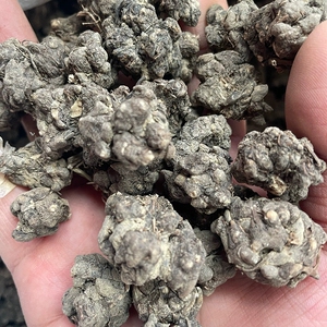 云南野生猫爪草中药材中药500g克中草药野生水洗新鲜干货包邮