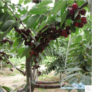 黑珍珠车厘子树