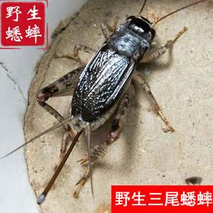 山东野生三尾蟋蟀宁阳活虫活物母子斗蛐蛐精品活体大号长枪盖母