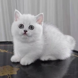 英短银渐层纯种白色小奶猫蓝色眼睛银点幼猫自家繁育宠物猫咪活体