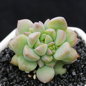 上海大邱多肉植物 子持白莲 办公室桌面防辐射吸甲醛萌肉肉