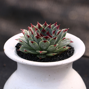 永盛园艺铁观音多肉植物长生草花卉肉肉植物绿植小盆栽萌肉肉花卉