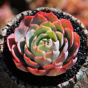 永盛园艺多肉植物新款贵货阿美星多肉植物组合盆栽室内萌肉肉花卉