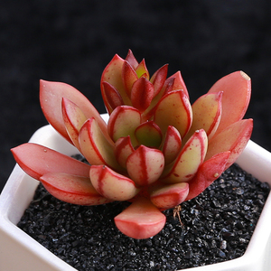 【丹格朗斯多肉】丹格朗斯多肉品牌,价格 - 阿里巴巴