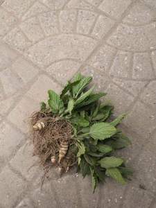 90美味港都食品店淘宝2021螺丝葫芦地环新鲜年宝塔菜