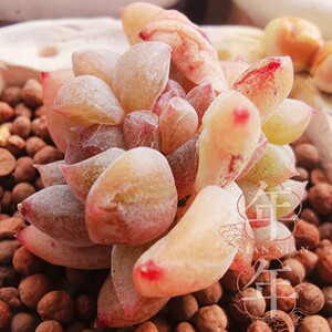 rainlefen淘宝夜明珠 巫拉拉家正版杂交贵货多肉植物 叶片叶插新品