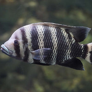 【大型马鲷鱼】大型马鲷鱼品牌,价格 - 阿里巴巴