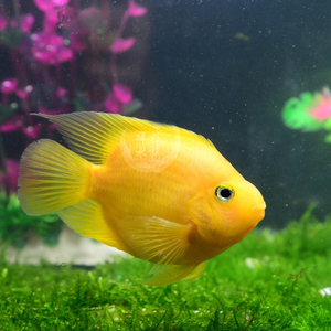 中大型热带鱼观赏鱼黄金鹦鹉鱼黄鹦鹉鱼黄发财鱼元宝鱼活体