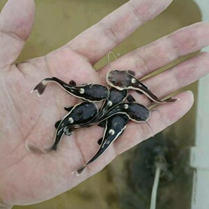 招财猫狗仔鲸红尾鲶鱼福鳄尖嘴鳄雀鳝清洁水族大型鱼热带鱼观赏鱼