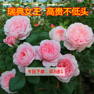 红桃女王/1加仑/扦插苗/原盆原土/灌木德国丰花抗病勤花月季玫瑰tb