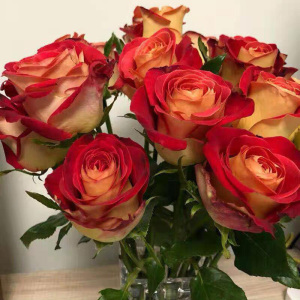 如意月季花苗 超新品云南切花月季 玫瑰花苗 红黄双色 四季开花