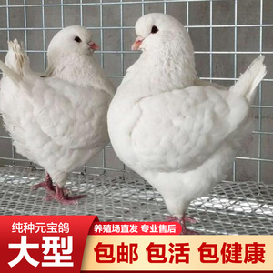 纯种元宝鸽一对特大鸽子白元宝青年鸽种鸽活体圆环5斤元正宗宝鸽