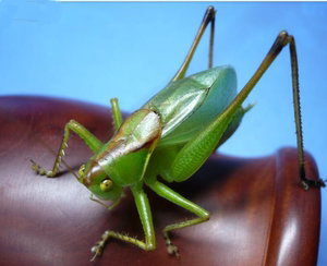 新蜕扎嘴活 吉尔儿棒棒活体鸣虫活体绿蝈蝈活体买二送一