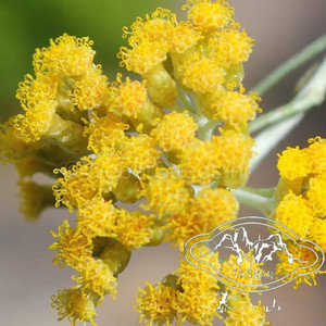 冰锥蜡菊多年生耐热耐寒银叶观叶室内阳台盆栽室外花境切花组盆