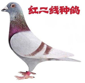 【红二线】信鸽种鸽成绩鸽血统鸽活物一对包邮