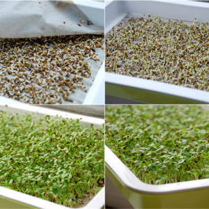 大叶苜蓿草籽多年生四季牧草紫花苜蓿草种兔子木须种菜芽耐寒1人付款