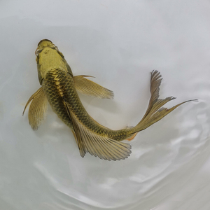 锦鲤鱼苗观赏鱼古黄金龙凤短尾淡水冷水包邮包开箱活原塘直发