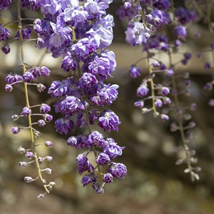 八重黑龙,日本重瓣长瑞紫藤盆景庭院攀爬绿化花卉