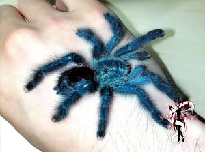 巴西蓝绿粉趾 新手宠蛛 异宠爬宠 宠物蜘蛛