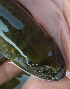 原生鱼 观赏鱼 工具鱼 除藻鱼 东方墨头 活体 墨头鱼 成体发色