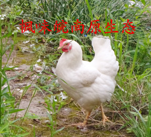 枫味皖南原生态白母鸡白鸡坐月子鸡