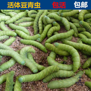 活豆虫活体豆青虫豆丹下蛰土虫高蛋白现货昆虫宠物食钓鱼饵猪儿虫