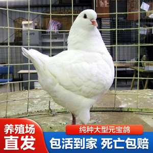 元宝鸽纯种一对特大鸽子白元宝青年鸽种鸽活体圆环5斤元正宗宝鸽
