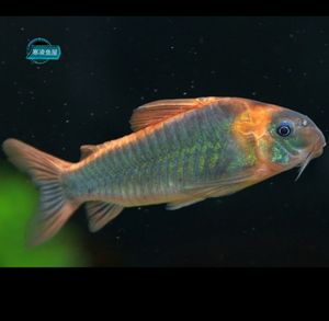 尼青尼格罗青鼠鼠鱼 进口南美底栖工具鱼热带观赏鱼活体 养定现货