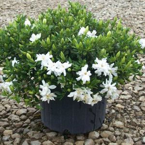 塔莎的花园 栀子花盆栽花苗大盆室内花卉树苗植物枝枝花四季好养