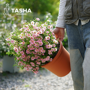 塔莎的花园 小木槿粉色盆栽庭院阳台棒棒糖花期长三季花期