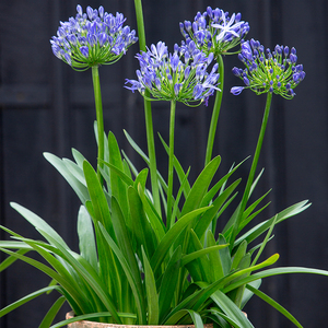百子莲盆栽花包邮