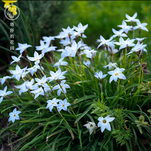 塔莎的花园 花韭种球盆栽球根植物花园阳台耐寒开花观赏花卉