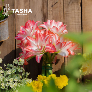 塔莎的花园朱顶红种球进口重瓣种球根花卉阳台植物多年生双梦