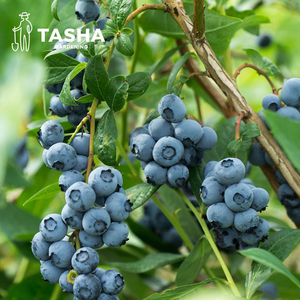 塔莎的花园蓝莓树果苗盆栽室内阳台南北方种植四季奥尼尔绿宝石