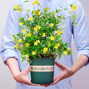法国香水茉莉盆栽绿植好养活庭院阳台耐寒冬季开花爬藤花卉飘香藤
