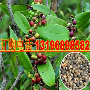 土茯苓种子野生土茯苓种子野生土茯苓种籽新采冷饭团土茯林云苓