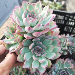 18元包邮 多头荷花群老桩 多肉植物 有根 基地直营